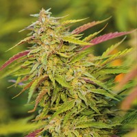 Насіння Purple Trainwreck Feminised