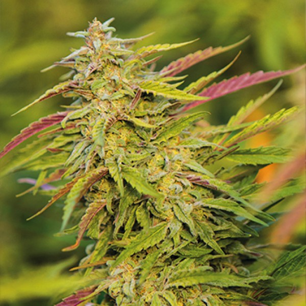 Purple Trainwreck Feminised