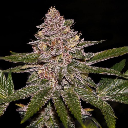Radical Jiuce Feminised Silver Seeds