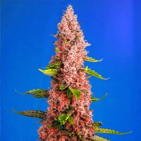 Red Hot Cookies Feminised seeds