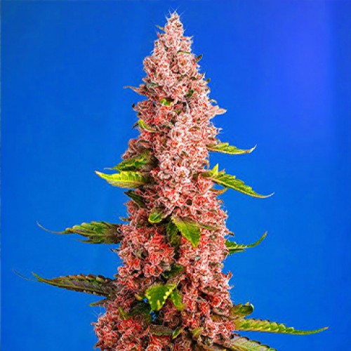 Red Hot Cookies Feminised seeds