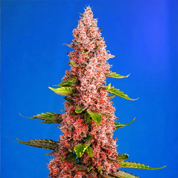 Red Hot Cookies Feminised seeds