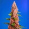 Red Hot Cookies Feminised seeds