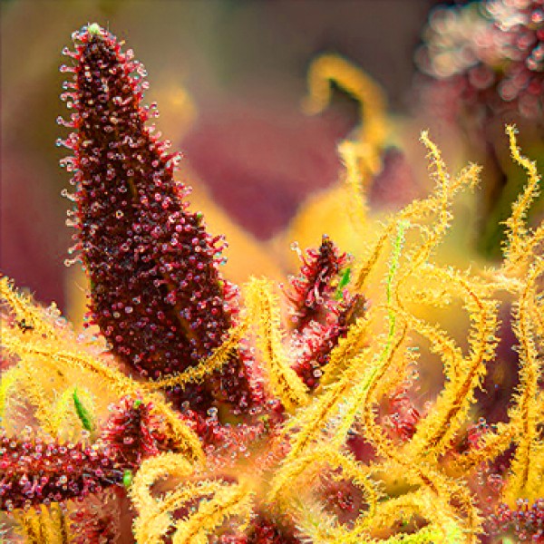 Auto Red Mimosa XL Feminised seeds