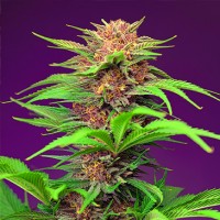 Auto Red Mimosa XL Feminised seeds
