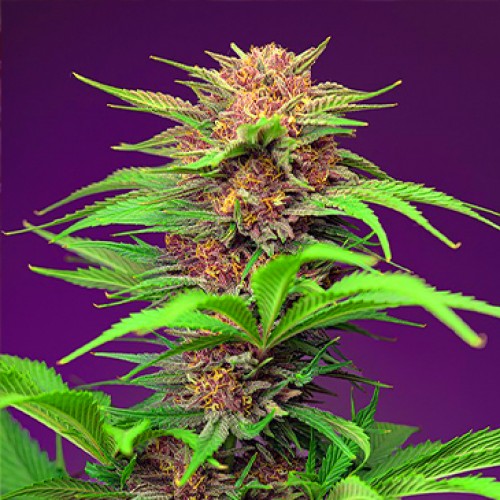 Auto Red Mimosa XL Feminised seeds