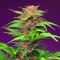 Auto Red Mimosa XL Feminised seeds