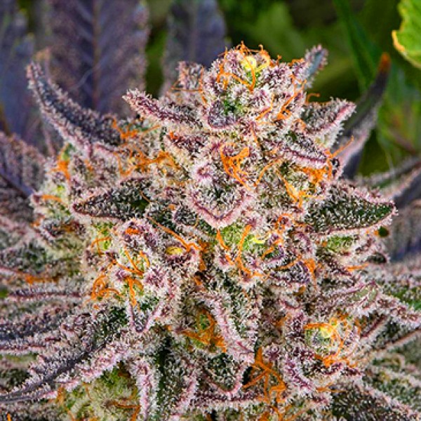Runtz Feminised seeds