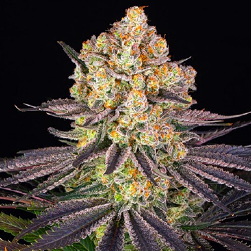 Runtz Feminised seeds