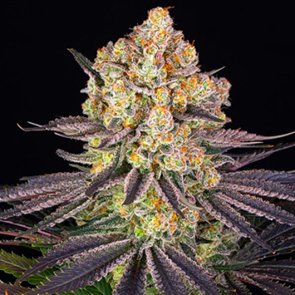 Runtz Feminised seeds