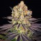 Runtz Feminised seeds