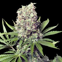 Runtz Feminised Silver Seeds
