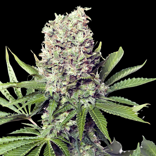 Runtz Feminised Silver Seeds