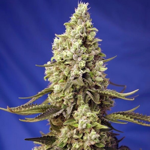 Auto Runtz XL Feminised Silver seeds