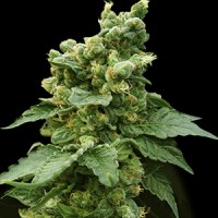 Sage N Sour Feminised Gold seeds