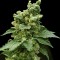 Sage N Sour Feminised Gold seeds