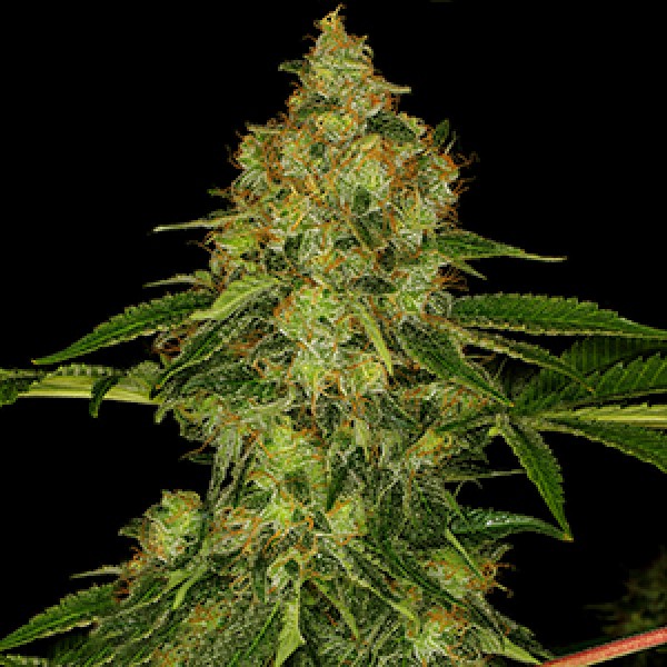 Shiskaberry Feminised Gold seeds