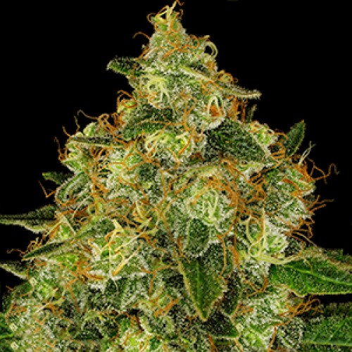Shiskaberry Feminised Gold seeds