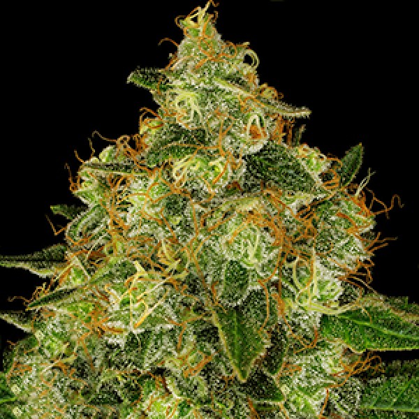Shiskaberry Feminised Gold seeds