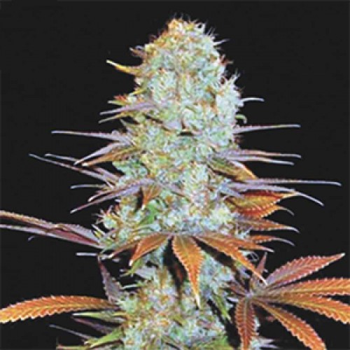 Somango Haze Feminised Gold seeds