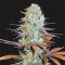 Somango Haze Feminised Gold seeds