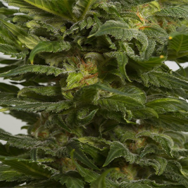 Auto Sour Diesel Feminised by Dinafem