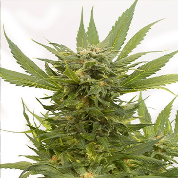 Auto Sour Diesel Feminised by Dinafem