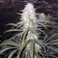 Stexling Haze Feminised Silver Seeds
