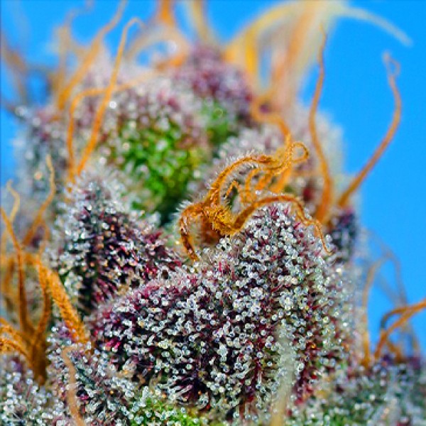 Strawberry Cola Sherbet Fast Flowering seeds