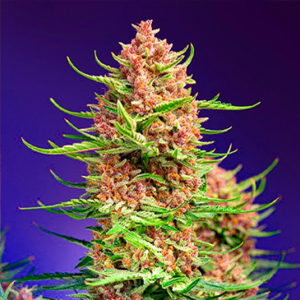 Strawberry Cola Sherbet Fast Flowering seeds