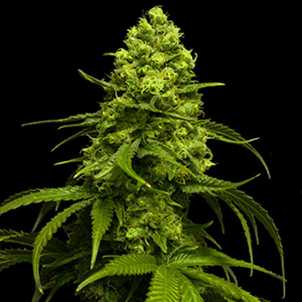 Strawberry Haze Feminised Gold seeds