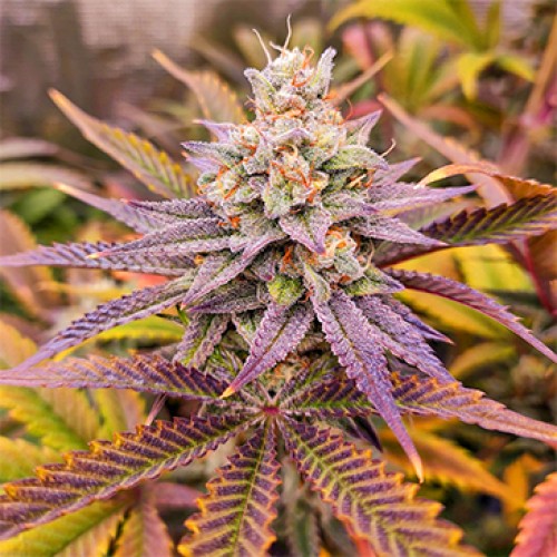 Sugar Bomb Punch Feminised seeds