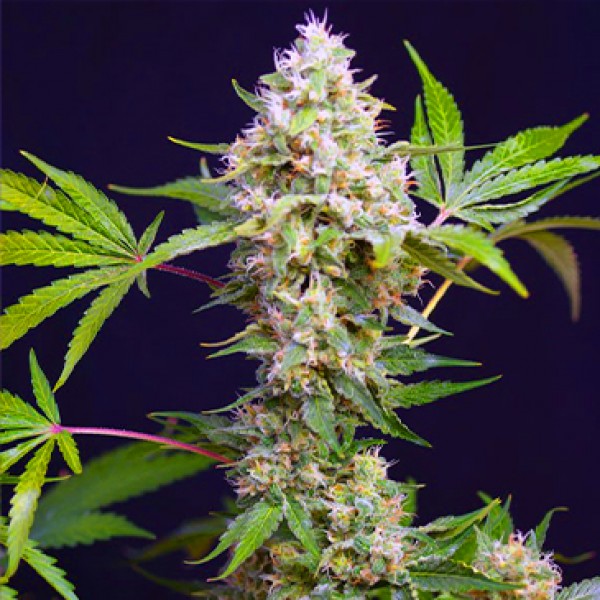Auto Sweet Amnesia Haze XL Feminised seeds