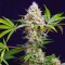 Auto Sweet Amnesia Haze XL Feminised seeds