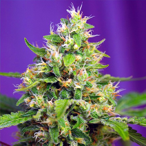 Auto Sweet Amnesia Haze XL Feminised seeds