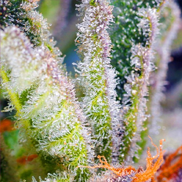 Sweet Mandarine Zkittlez Fast Flowering Seeds