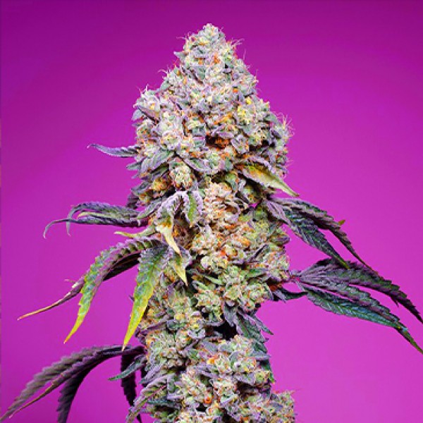 Sweet Mandarine Zkittlez Fast Flowering Seeds