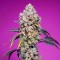 Sweet Mandarine Zkittlez Fast Flowering Seeds