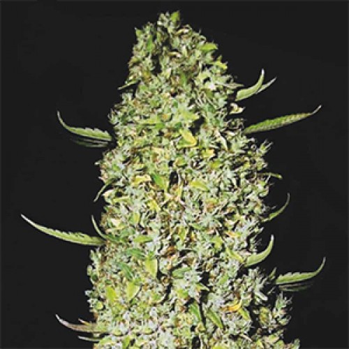 The Ultimate Feminised Gold seeds