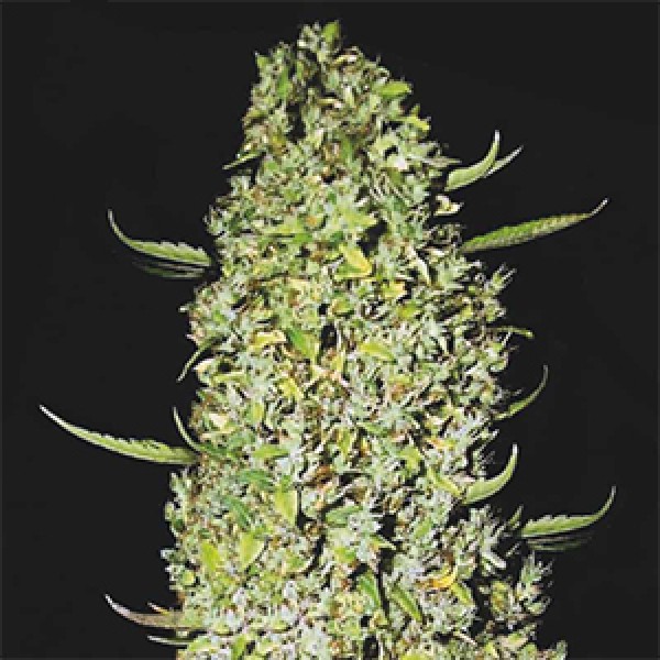 The Ultimate Feminised Gold seeds