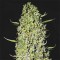 The Ultimate Feminised Gold seeds