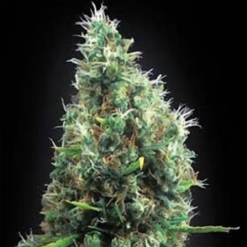 Tijuana Feminised Gold seeds
