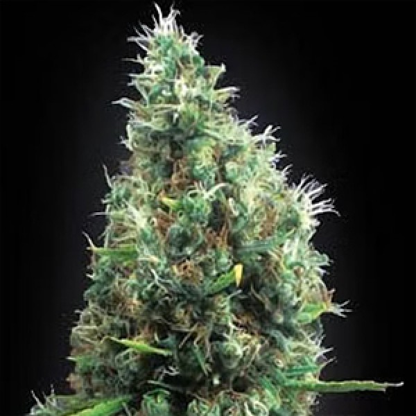 Tijuana Feminised Gold seeds