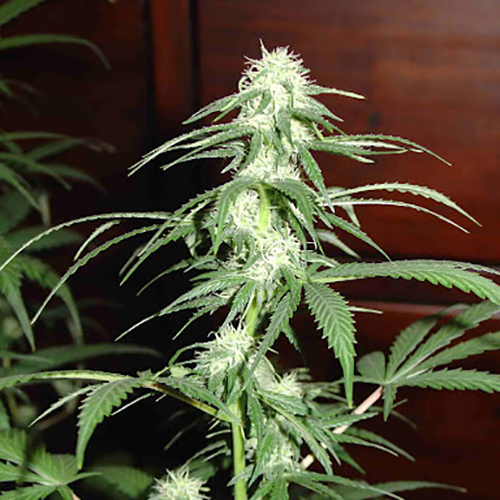 Top 44 Feminised Silver Seeds