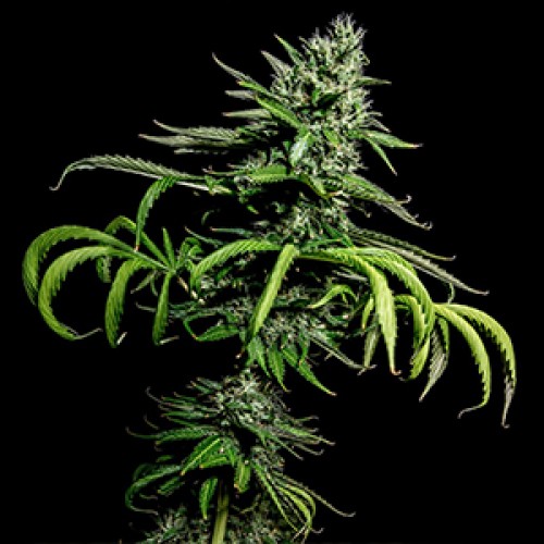 Tropicana Cookies Feminised Gold seeds