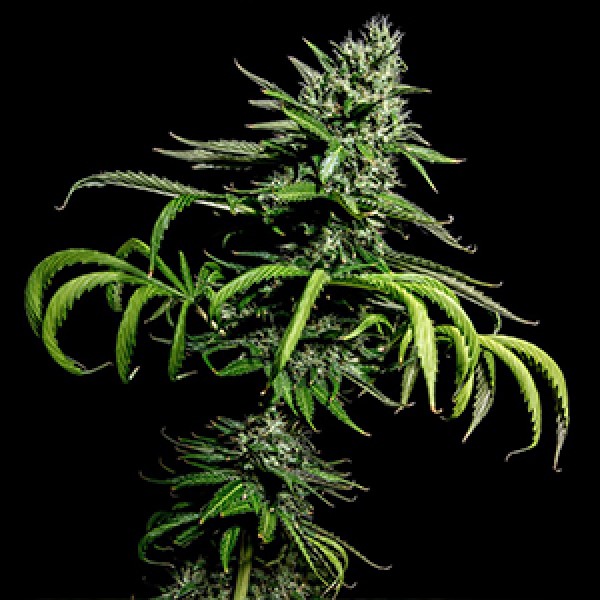 Tropicana Cookies Feminised Gold seeds