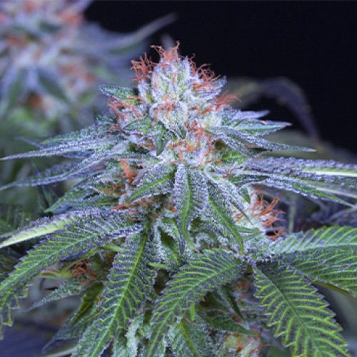 Velvet Octane Feminised