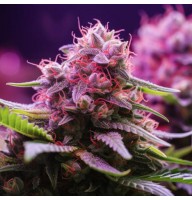 Watermelon Feminised Silver Seeds