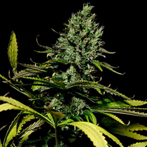 Watermelon x Zkittlez Feminised Gold seeds