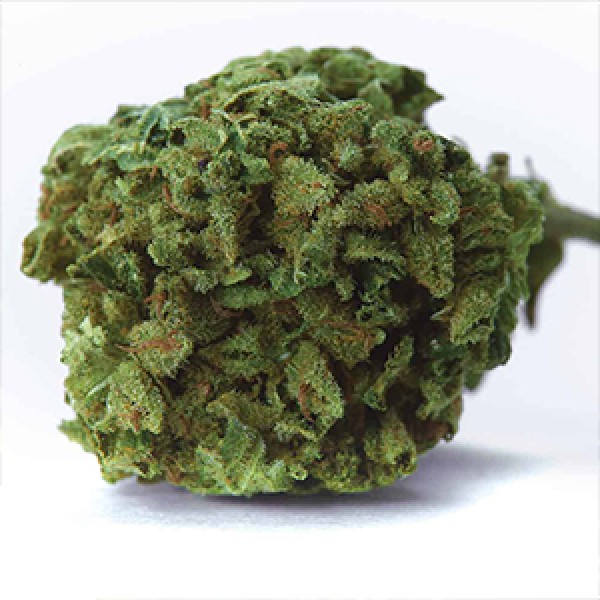 Wedding Cake Feminised Gold seeds